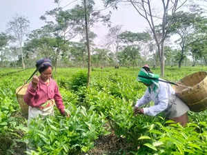 Assam tea worth over Rs 2,800 crore sold at Guwahati Tea Auction Centre during FY 2024-25