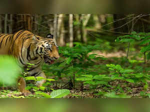 Lakhimpur Kheri Tiger Reserve News