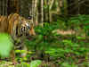 Chhattisgarh to get India's third largest tiger reserve totalling four in the state