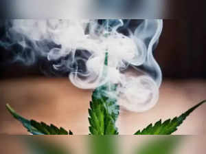 students on a school trip to Munnar mistakenly entered an excise office, seeking a matchbox to light a beedi rolled with ganja. The authorities registered a case under the Narcotic Drugs and Psychotropic Substances Act, seizing five grams of ganja and one gram of hashish oil.