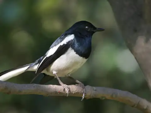 Jim Corbett National Park, Uttarakhand