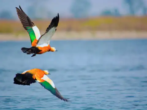 Kaziranga National Park, Assam