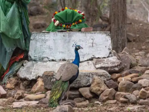Ranthambore National Park, Rajasthan