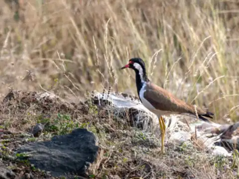 Gir National Park, Gujarat