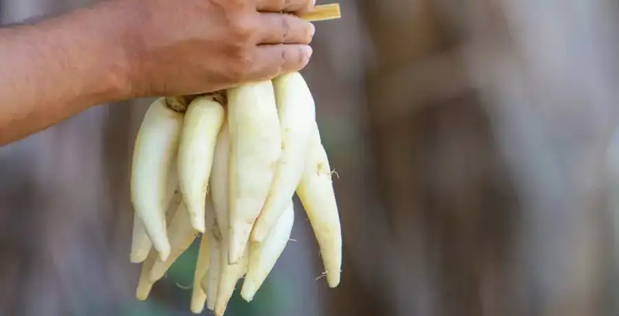 9 incredible benefits of eating mooli daily | EconomicTimes