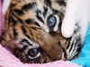 Tigress dies in Banerghatta national park