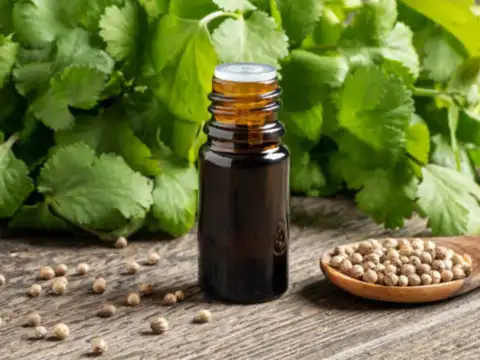 Coriander seed oil for joint pain