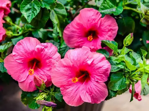 Hibiscus
