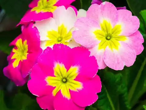 Primrose