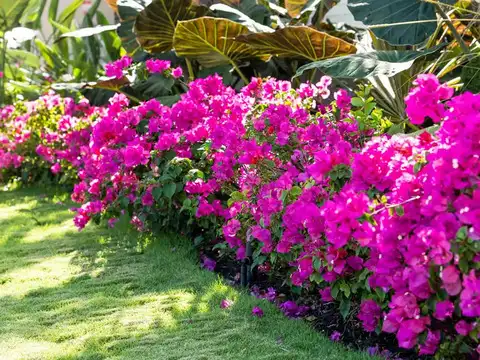 Bougainvillea