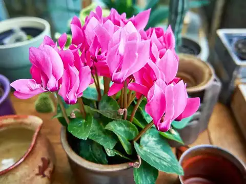 Cyclamen