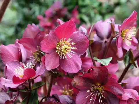 Hellebore