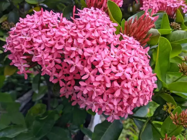 Champa - Brighten your winter with these 7 gorgeous pink flowers