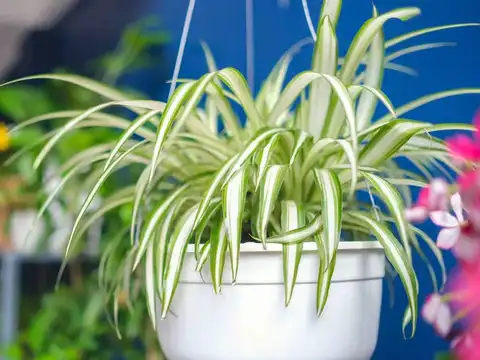 Spider Plant - 6 houseplants you should never keep in direct sunlight