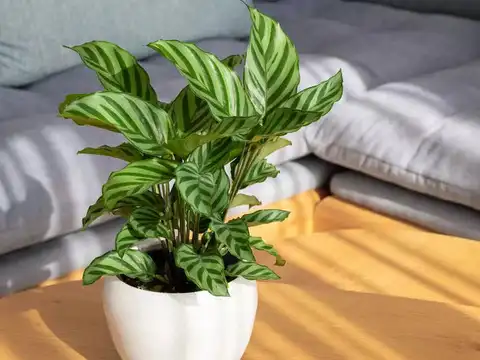 topf für elefantenfuß kaufen Elefantenfuß | Beaucarnea recurvata main image 1
