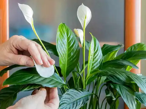Calathea - 6 houseplants you should never keep in direct sunlight