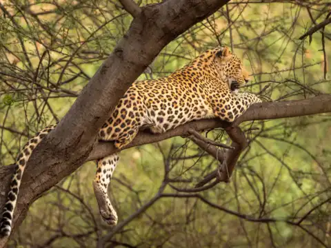 Tadoba Andhari Tiger Reserve, Maharashtra