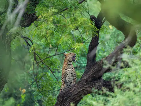 Bandipur National Park, Karnataka
