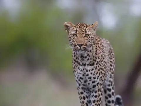 Kuno National Park, Madhya Pradesh
