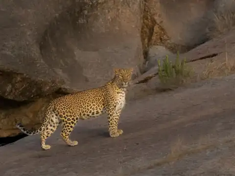 Jawai Leopard Reserve, Rajasthan
