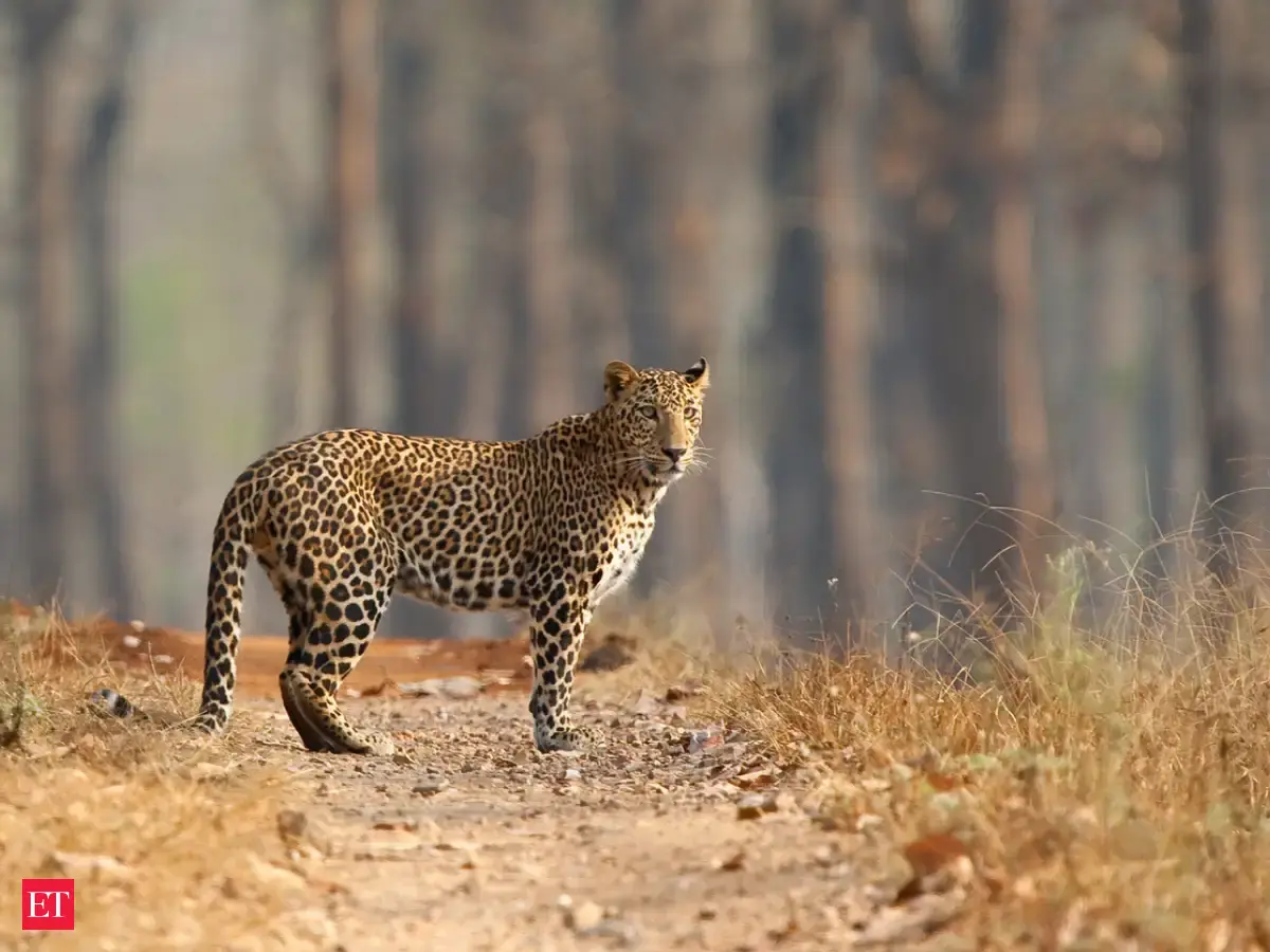Bandipur National Park, Karnataka - Spotting leopards in India: Top 7 ...