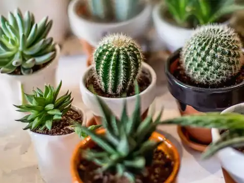 Succulent Plant
