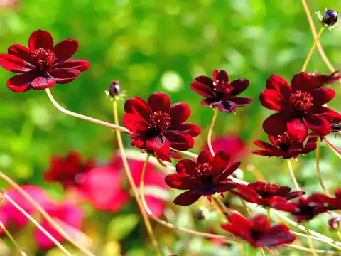 Chocolate Cosmos