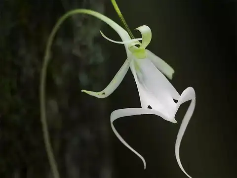 Ghost Orchid
