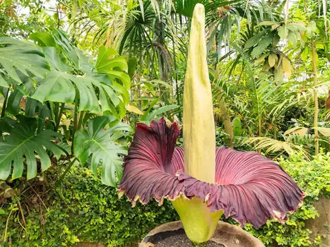 Titan Arum