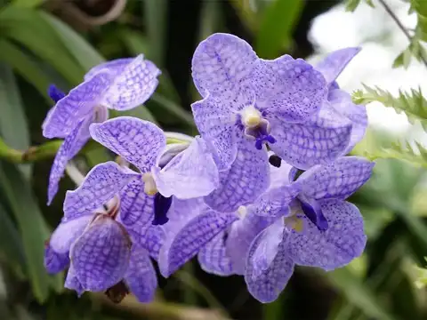 Blue Vanda Orchid