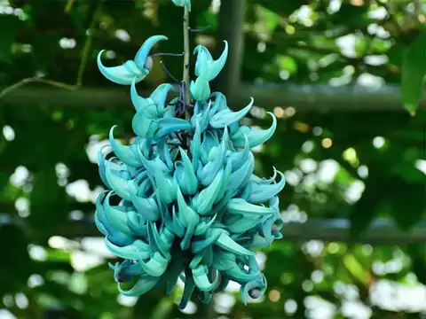 Jade Vine