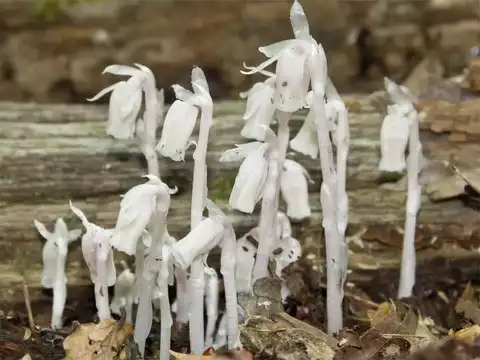 Ghost Plant