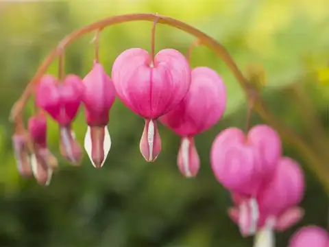 Bleeding Heart