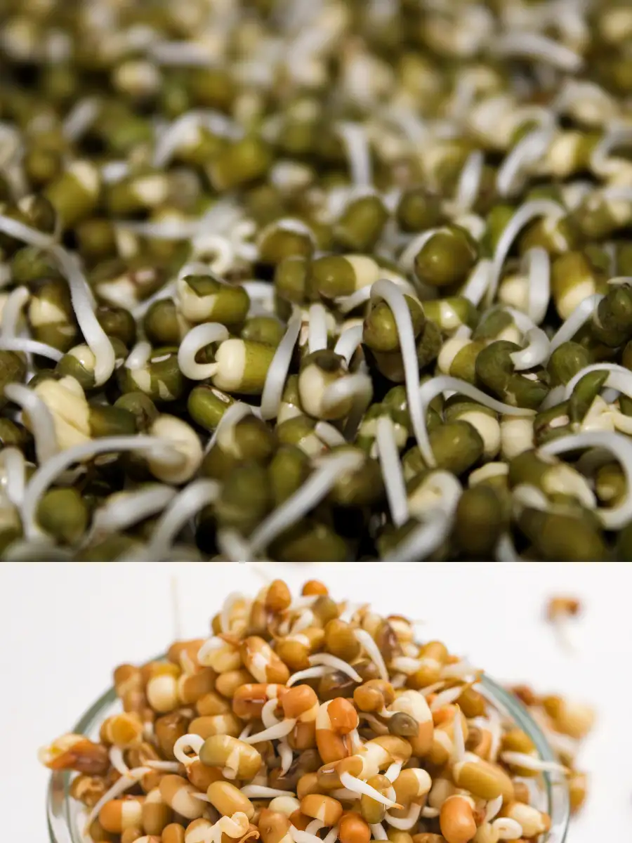 Steamed sprouts vs raw sprouts: What’s best for you? | EconomicTimes