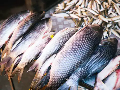 Fish