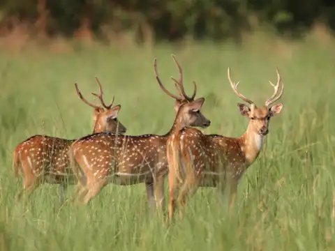 Chital