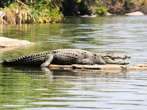 Marsh Crocodile