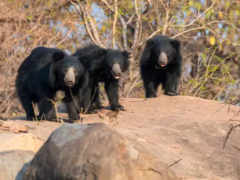Sloth Bear