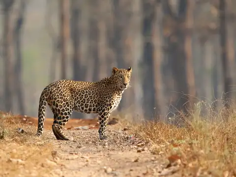 Indian Leopard