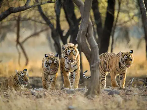 Bengal Tiger