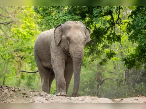 Asian Elephant