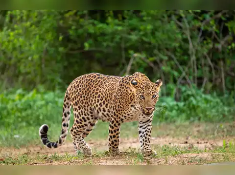 Leopard - 5 animals to spot in Jim Corbett national park this