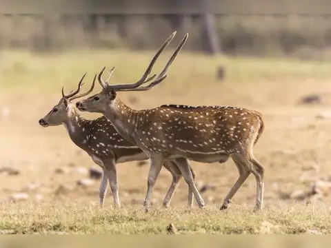 Spotted Deer 