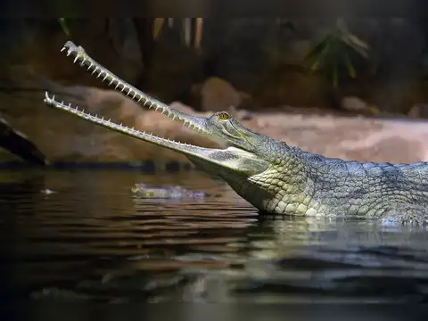 Gharial and Mugger Crocodile