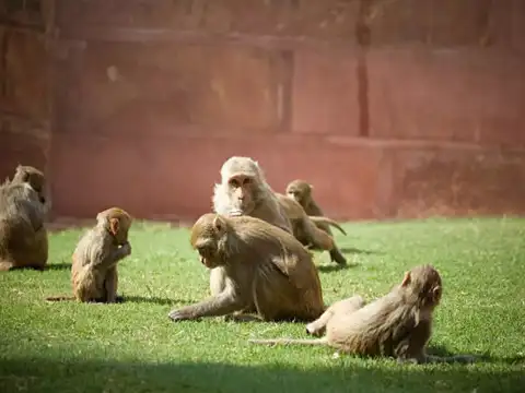 Delhi zoo