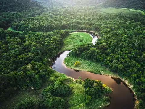 Amazon Rainforest, Brazil