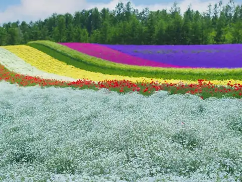 Furano Lavender Fields Hokkaido, Japan