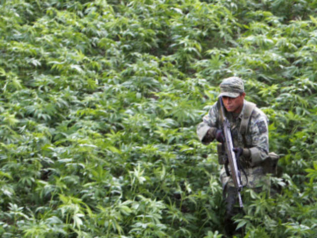 A soldier stands guard among marijuana plants