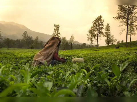 Tea & Coffee Plantations