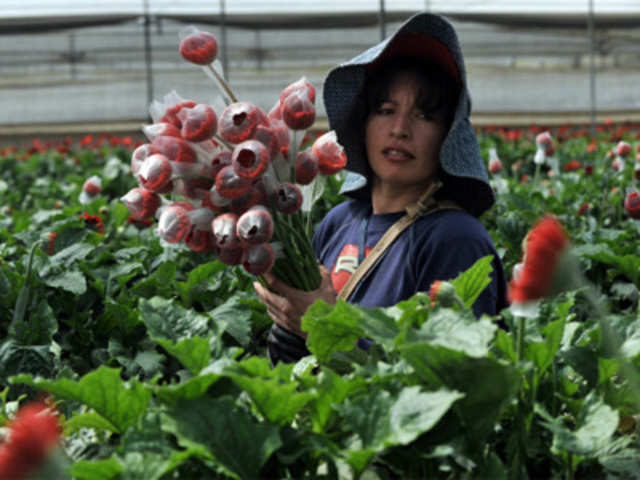 Woman selects gerberas to be packed ahead of Valentine's Day